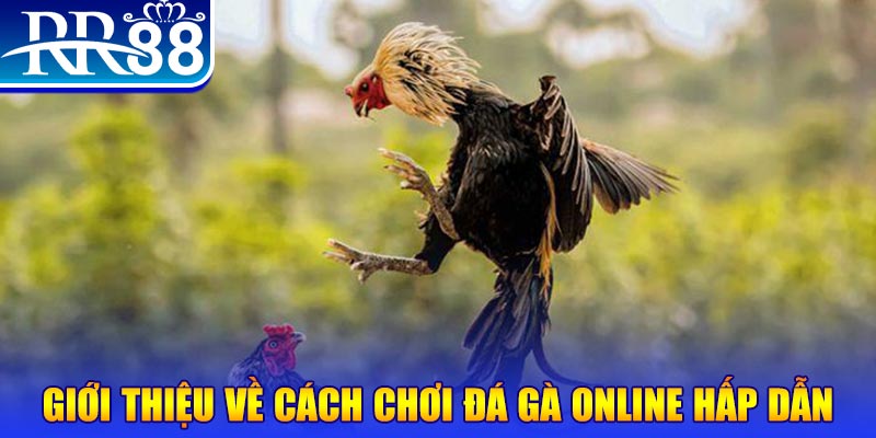 win 79 bắn cá h5 là gì